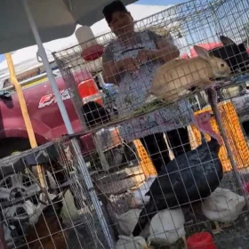 Tráfico de animales en CDMX y Edomex: Precios y especies en mercados ilegales 2026