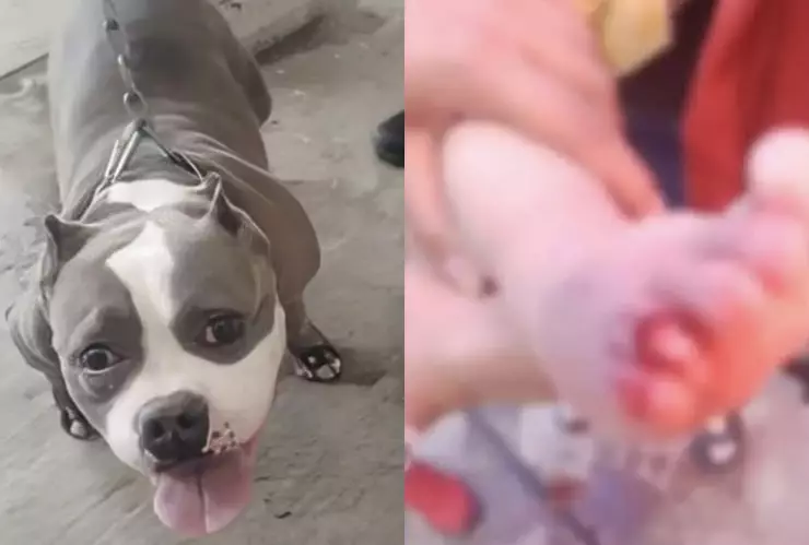 Bebé de 8 meses pierde un dedo tras ser atacado por un perro pitbull en Aguascalientes