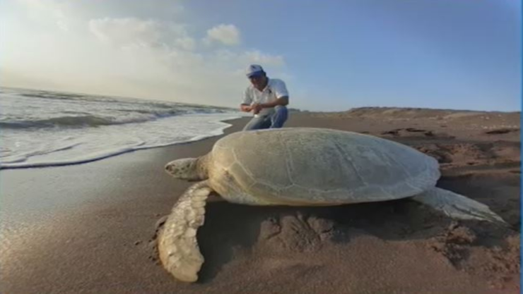 Tortuga gigante llega a playas de Nautla, Veracruz