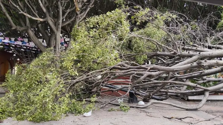 Árbol Corregidora.jpeg