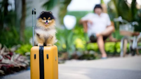 Centros vacacionales del IMSS ya aceptan perros