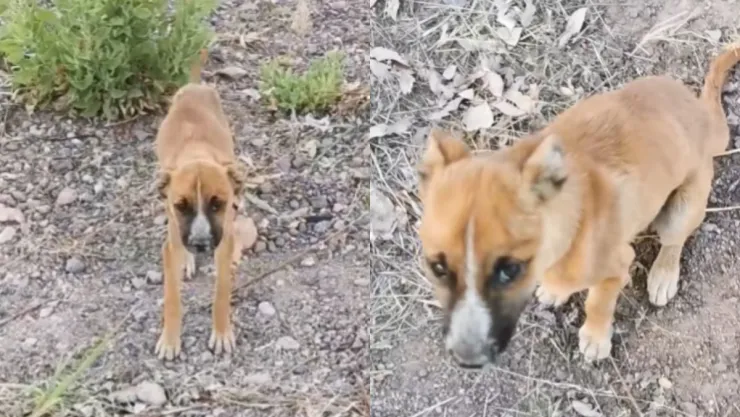 /al-extremo/perrito-se-acerco-influencer-para-no-morir-abandonado-pb-notas