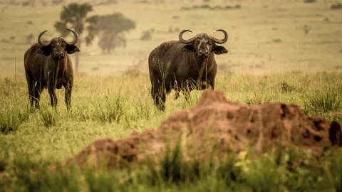 Wildlife of Uganda