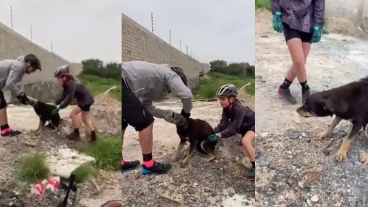 perrito botella de plástico