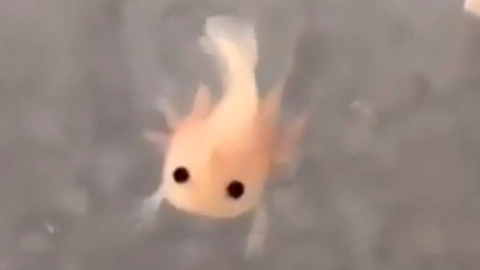 Ajolote bebé se hace viral en redes por su primer nado