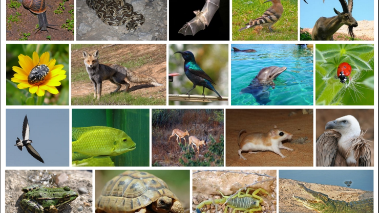 México trabaja para evitar extinción de especies silvestres