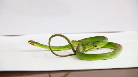 Reciben a culebra verde rugosa en estado crítico de salud y le dan primeros auxilios 31 de marzo 2025.png