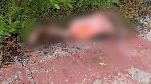 flamenco muerto carretera