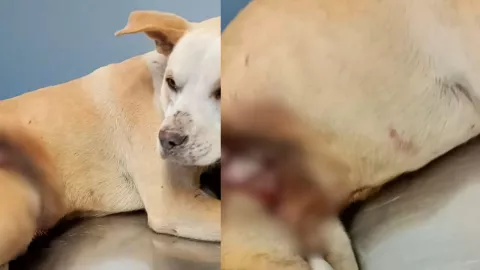 Perro atacado en Playas de Tijuana hoy 17 de febrero