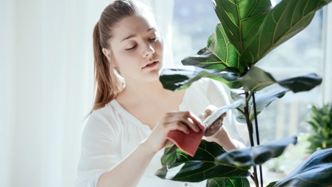 planta muriendo