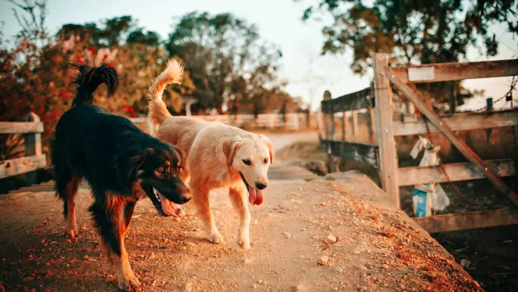 ¿Por qué los perros mueven la cola cuando están felices?