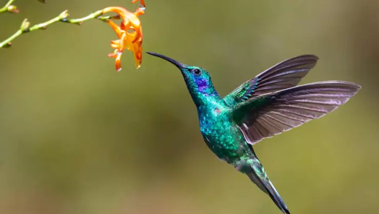 ¿Qué significa la visita de un colibrí_ Aquí te explicamos
