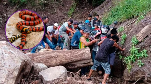 Mordedura de serpiente en Siltepec: campesino es rescatado tras quedar incomunicado