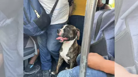 Buscan los dueños de perro perdido en Cancún; subió a una combi en la Nichupté