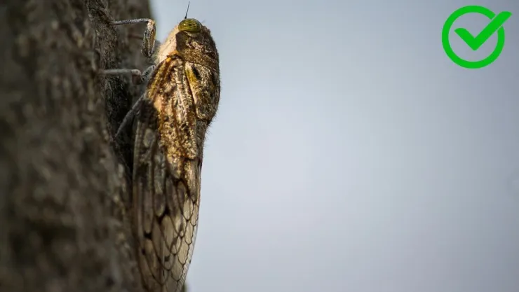 Chicharras en la ciudad Los beneficios poco conocidos de este fascinante insecto.jpg
