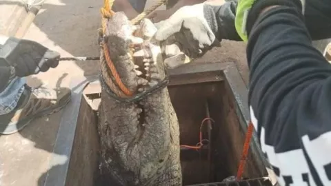 El cocodrilo fue descubierto por trabajadores de drenaje y alcantarillado en Tamaulipas
