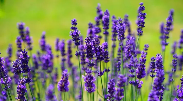 /estilo-de-vida/por-que-planta-aromatica-lavanda-ayuda-dormir-mejor