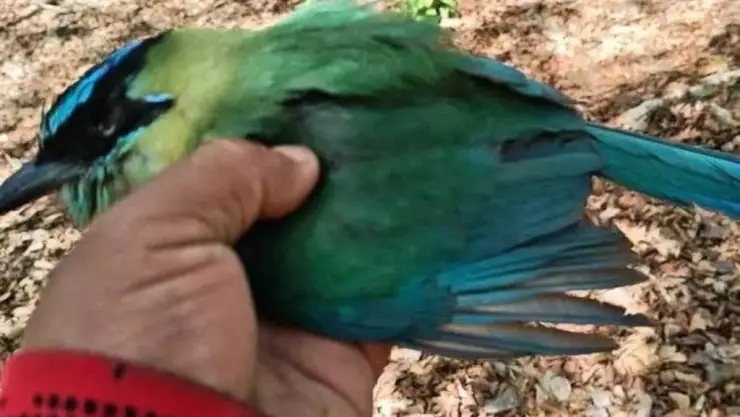 PORTADA aves muertas Yucatán.jpg