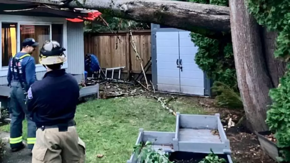 Árbol caído por los fuertes vientos en Issaquah, Washington.