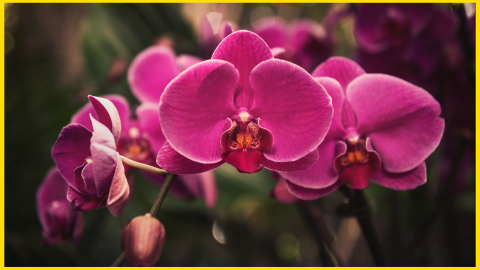 Orquídea
