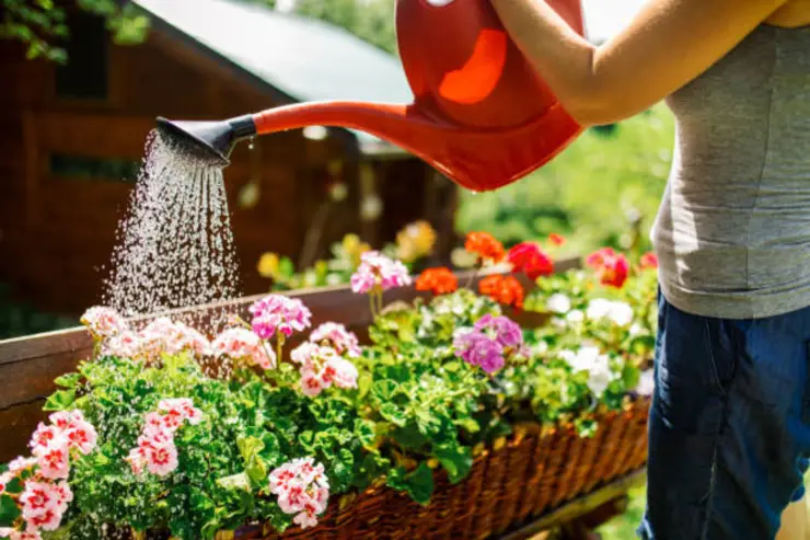 El riego de las plantas debe ser acorde a sus necesidades