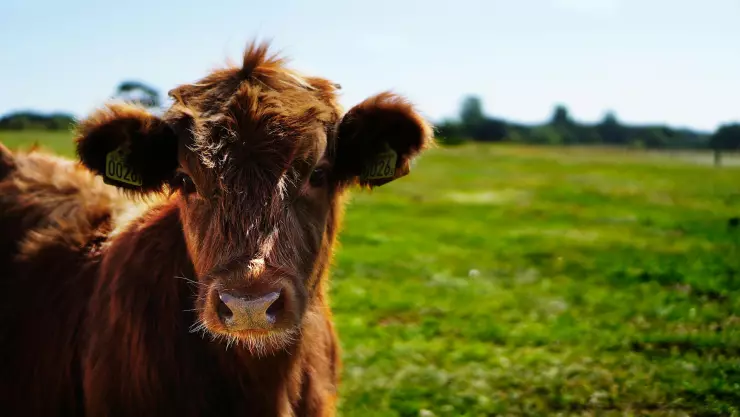 Precio del ganado hoy 23 de junio de 2025; ¿cuánto cuesta en Guadalajara y otros lugares de Jalisco?