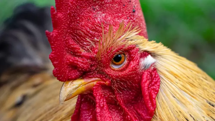 hombre murió por ataque de un gallo