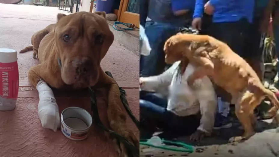 Max, el perro pitbull que intentó defender a su dueña mientras era linchada, tenía cáncer.