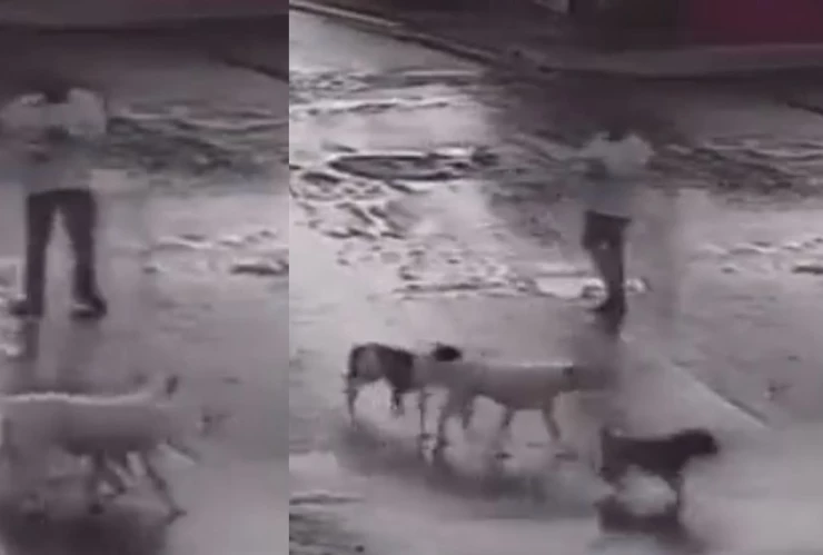 Hombre ataca a balazos a cuatro perros