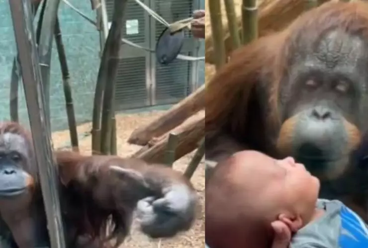 orangutan pide a una madre que le muestre su bebe