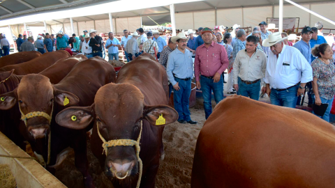 Renuevan hatos ganaderos de Tamaulipas con Programa de Mejoramiento Genético