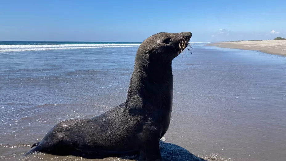 Lobo Marino en Puerto Arista durante puente de marzo 2025