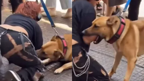 Therian es atacado por un perro en Argentina: La verdad sobre el video viral