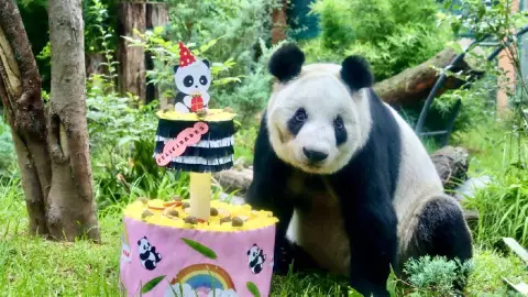 Estos son los costos del Zoológico de Chapultepec por vacaciones de verano