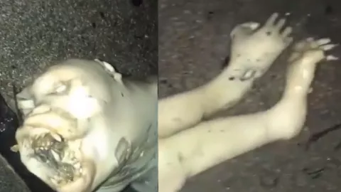 VIDEO: Captan extraña criatura en playas de Acapulco, ¿sirena o alíen?