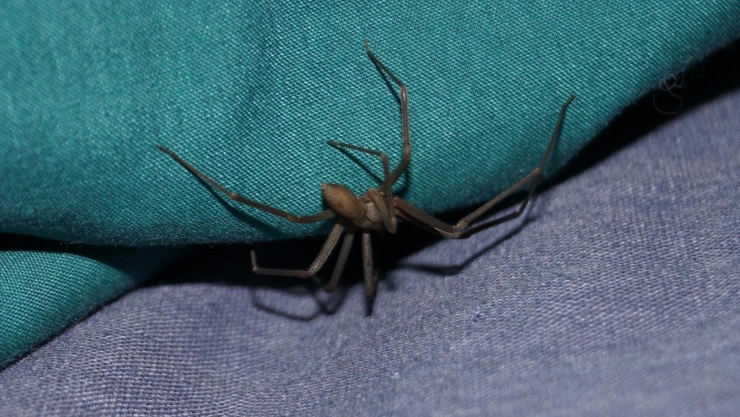 Inicia la temporada de la araña violinista en Yucatán y México; ¿en qué lugares de la casa se esconde?
