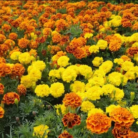 /estilo-de-vida/como-cuidar-flor-de-cempasuchil-dure-todo-dia-muertos