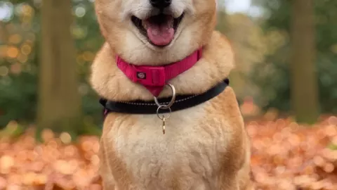 Shiba Inu, uno de los perros más bonitos