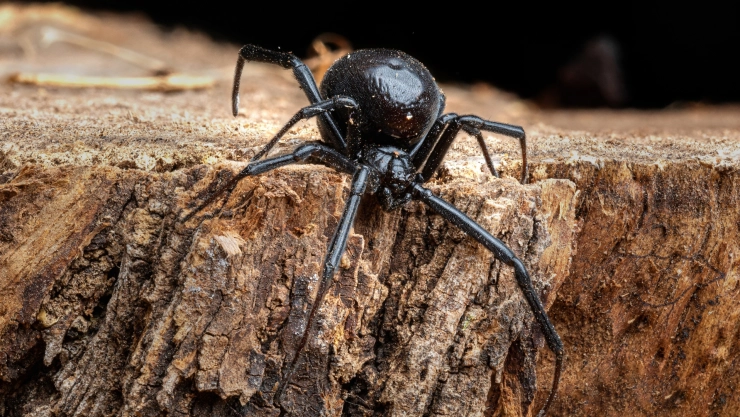 Imagen de una araña conocida como viuda negra