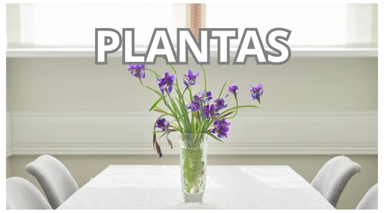 Plantas