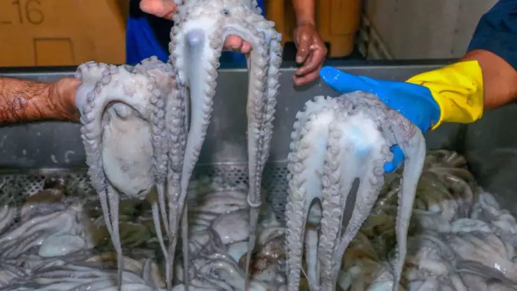 Dan indicación Geográfica al Pulpo Maya de la península de Yucatán