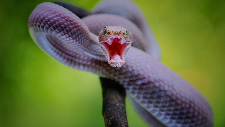 ¿Qué significa soñar con serpientes o culebras? Increíble respuesta?