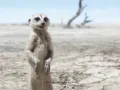 El Rey León Live Action Doblaje