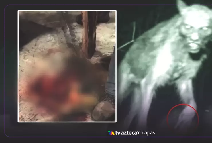 Jaguarundi Zinacantán Chiapas