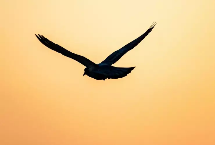 Calidad aire Torreón cómo está hoy 30 junio 2025.jpg