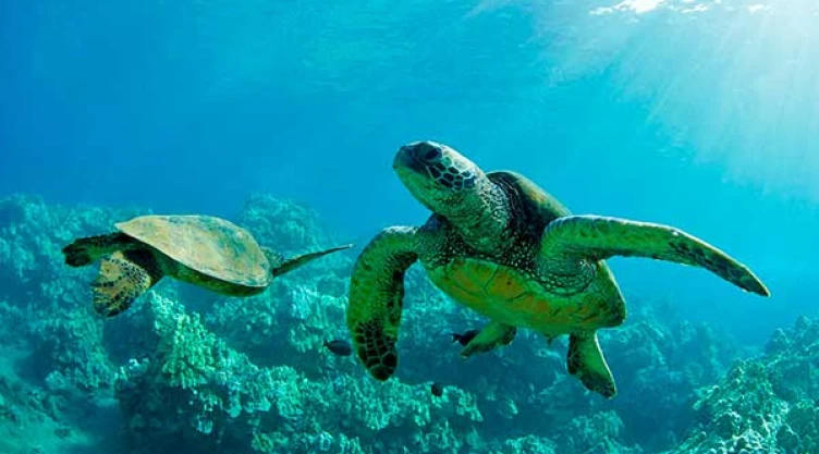 Uso de popotes tortugas