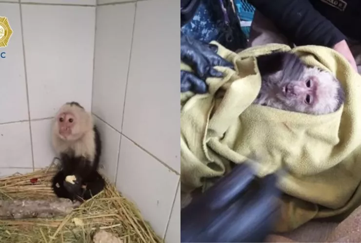 Mono capuchino es rescatado entre los árboles de la Venustiano Carranza, en la CDMX