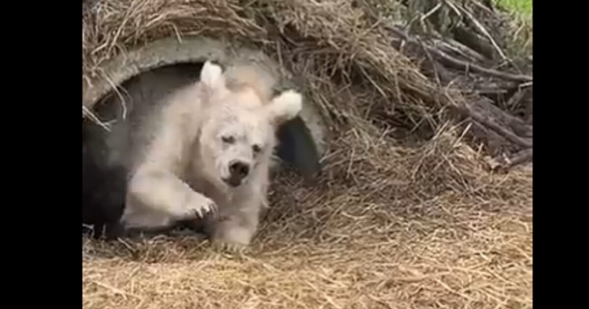 VIDEO Oso Saliendo De Su Periodo De Hibernaci n Se Hace Viral video-oso-saliendo-de-su-periodo-de-hibernaci-n-se-hace-viral