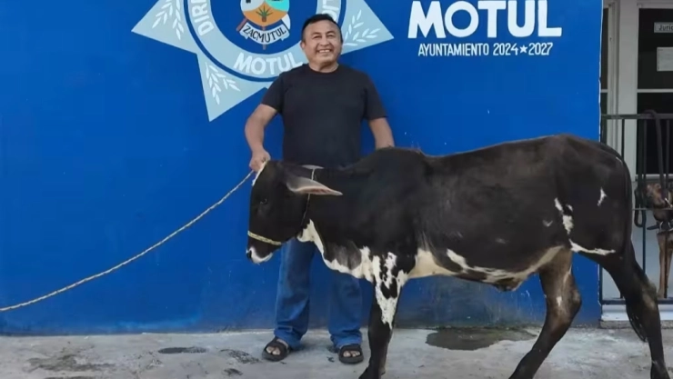 Se ROBÓ una vaca y después intento VENDERLA; así lo ATRAPARON en Motul