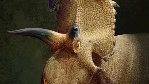 lokiceratops-dibujo